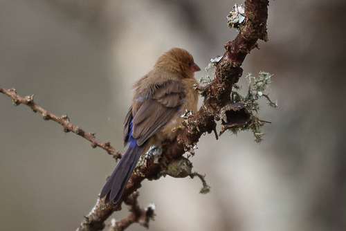 iNaturalist image