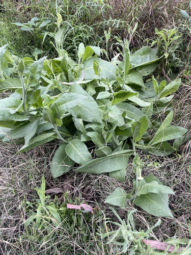 Nicotiana velutina, 2026-08-24