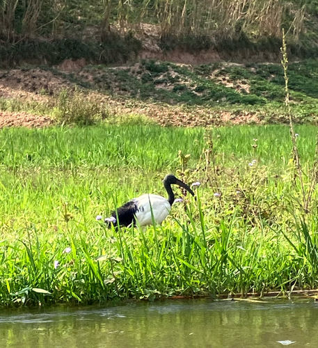 African Sacred Ibis