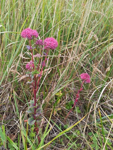 Orpine
