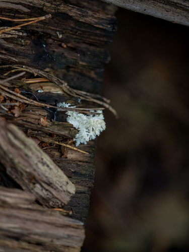 Coral tooth fungus
