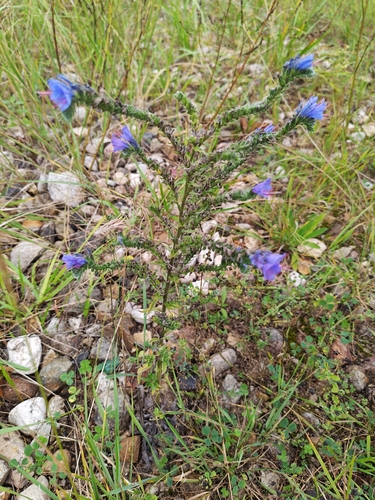 viper's-bugloss