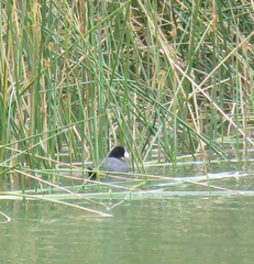Fulica americana americana