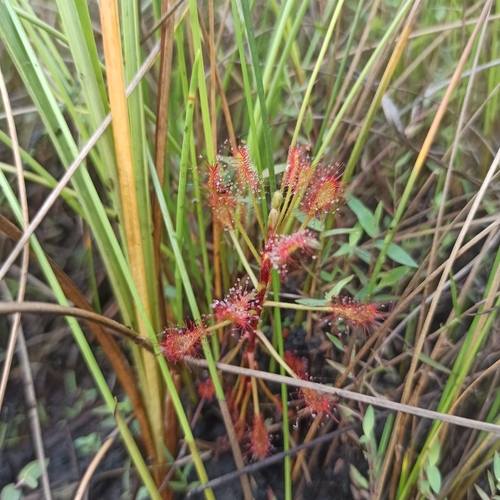 Drosera madagascariensis