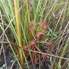 Drosera madagascariensis