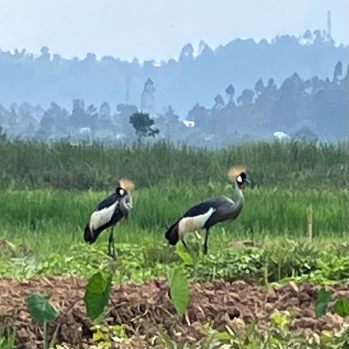 Gray Crowned-Crane