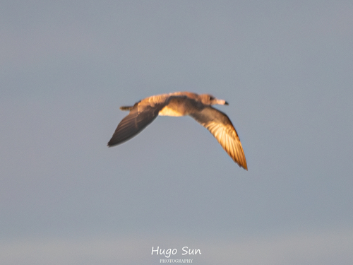Black-tailed Gull