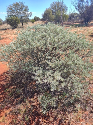 crimson turkey bush
