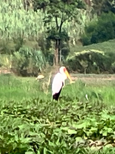 Yellow-billed Stork