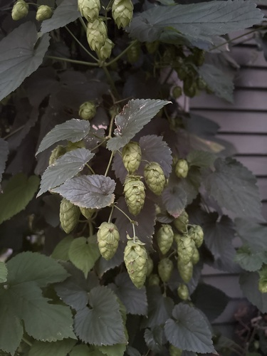 Humulus americanus, 2026-08-23