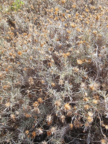 Phagnalon saxatile, photograph 4