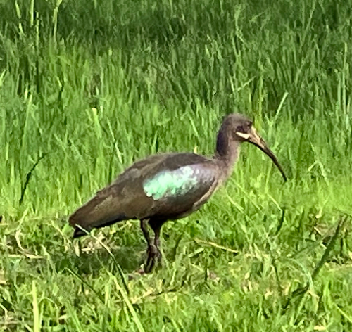 Hadada Ibis
