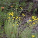 Eriophyllum confertiflorum - Photo (c) jalopy, μερικά δικαιώματα διατηρούνται (CC BY-NC), uploaded by jalopy