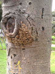 Sangalopsis microleuca