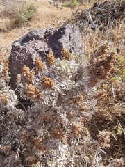 Artemisia argentea