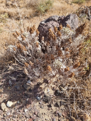 Artemisia argentea, photograph 2