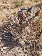 Artemisia argentea, photograph (c) Vítor Jorge, some rights reserved (CC BY)