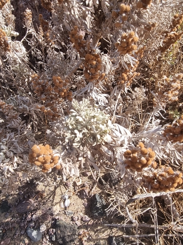 Artemisia argentea, photograph 3