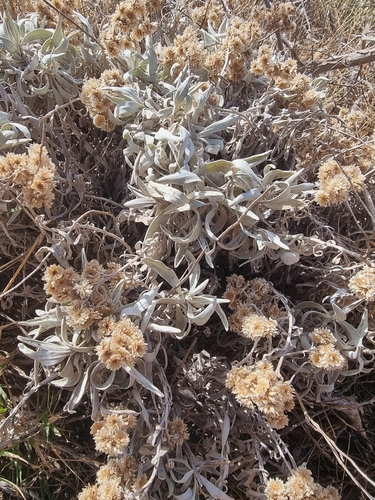 Helichrysum melaleucum, photograph 1