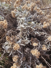 Helichrysum melaleucum