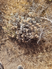 Helichrysum melaleucum, photograph (c) Vítor Jorge, some rights reserved (CC BY)