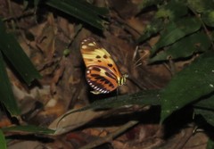 Heliconius numata