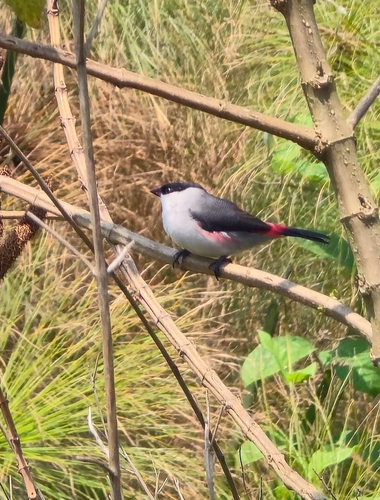 Black-crowned Waxbill