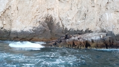 Zalophus californianus