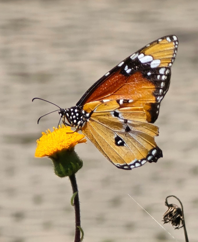 Plain Tiger Butterfly