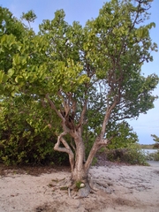 Pisonia subcordata