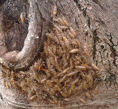Sangalopsis microleuca