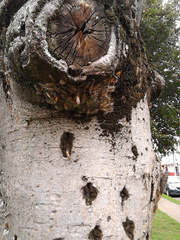 Sangalopsis microleuca