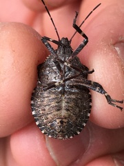 Brochymena affinis