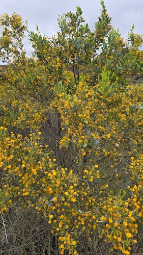 Acacia bivenosa, photograph 2