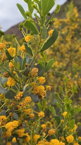 Acacia bivenosa, photograph 5