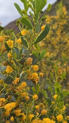 Acacia bivenosa, photograph (c) Petra Holland, some rights reserved (CC BY)