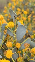 Acacia bivenosa, photograph (c) Petra Holland, some rights reserved (CC BY)