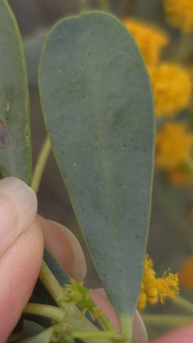 Acacia bivenosa