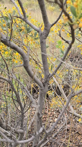 Acacia bivenosa, photograph 3