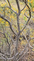 Acacia bivenosa, photograph (c) Petra Holland, some rights reserved (CC BY)
