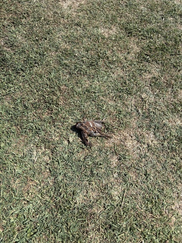 Italian Sparrow