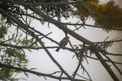 Conirostrum cinereum