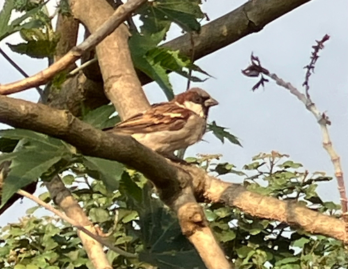 House Sparrow