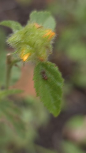 Malvastrum americanum, photograph 4