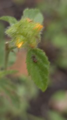 Malvastrum americanum, photograph (c) Petra Holland, some rights reserved (CC BY)