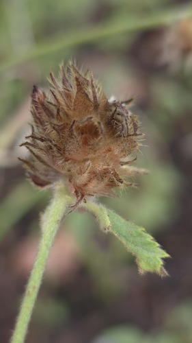 Malvastrum americanum, photograph 5