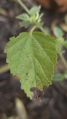 Malvastrum americanum, photograph (c) Petra Holland, some rights reserved (CC BY)