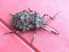Brochymena affinis