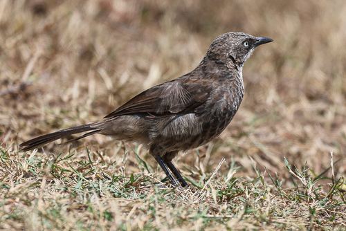 iNaturalist image