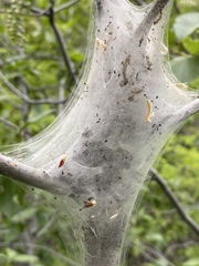 Malacosoma californica